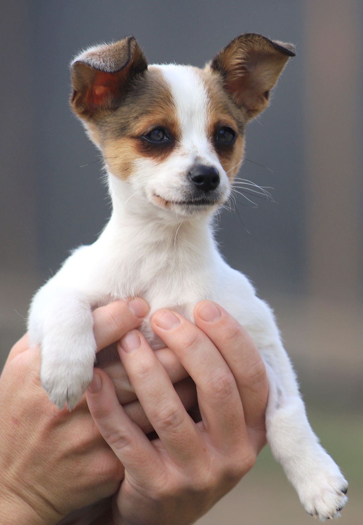 MISTY - Chihuahua available for adoption