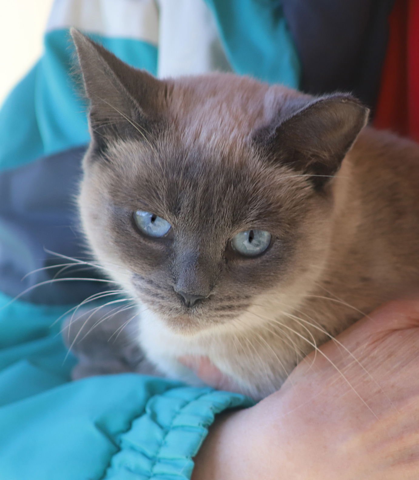 MARSHMALLOW - Siamese available for adoption