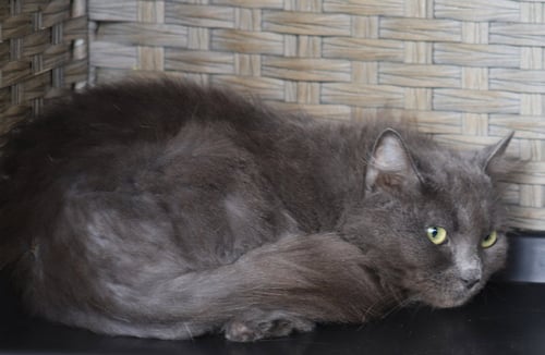 CLAUDIA - Domestic Short Hair available for adoption
