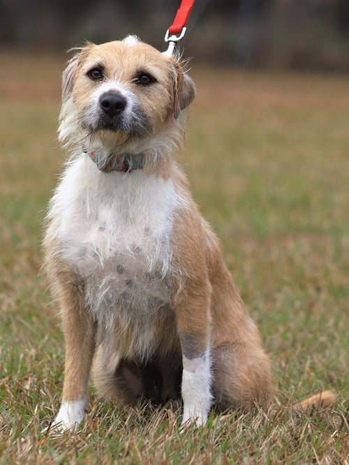 TOOTSIE ROLL - Terrier available for adoption