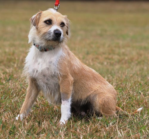 TOOTSIE ROLL - Terrier available for adoption