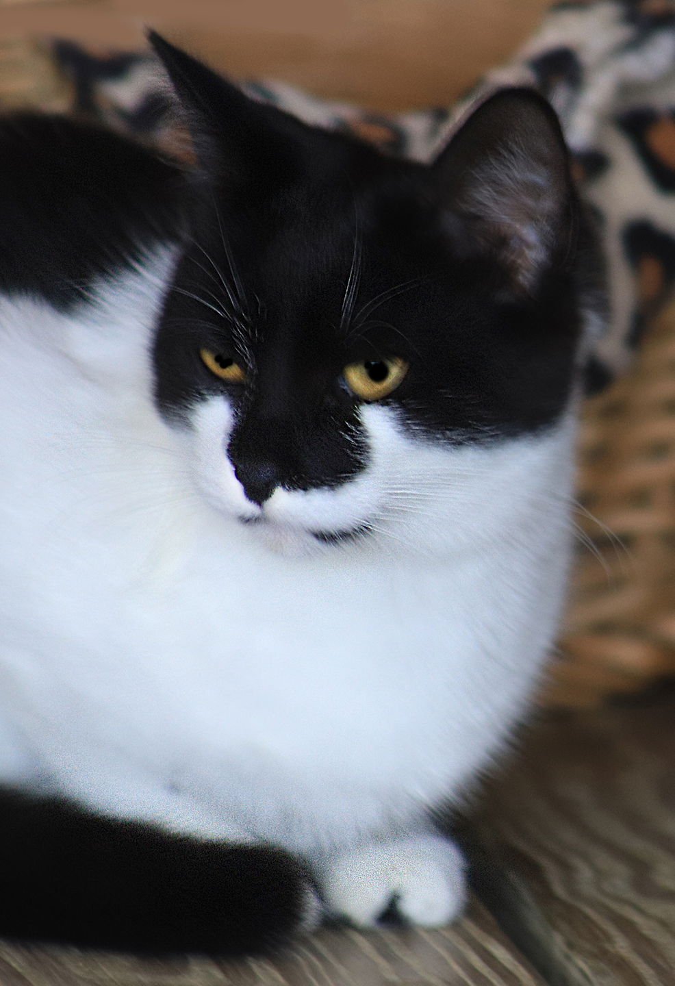 JENNY - Domestic Short Hair available for adoption