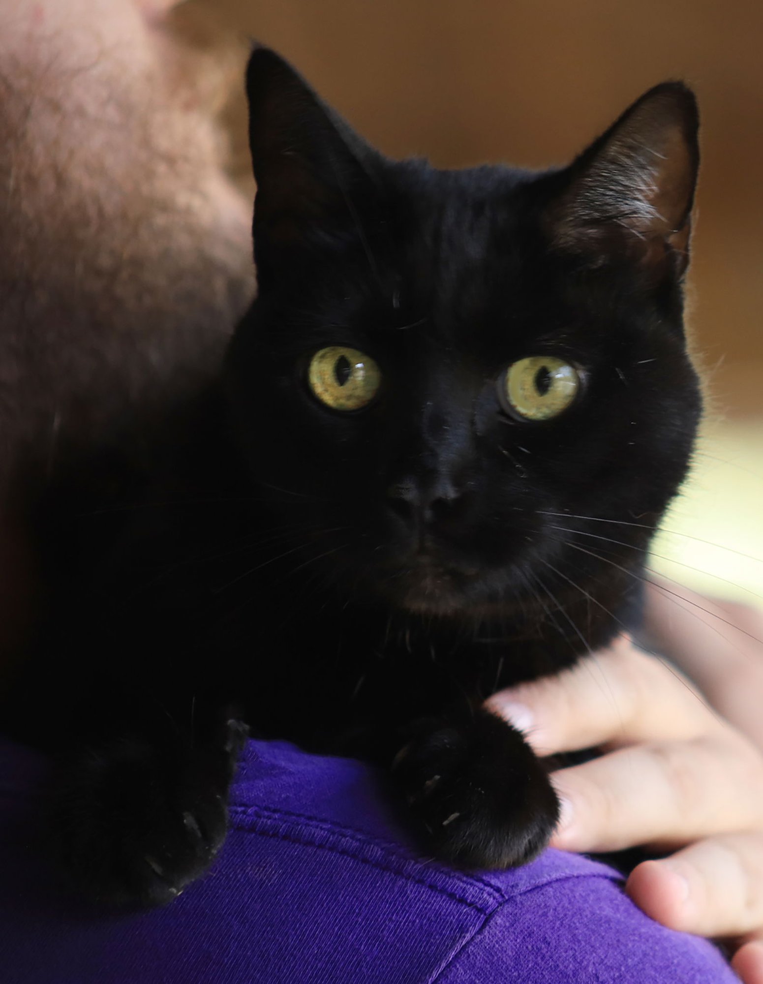 AMARA - Domestic Short Hair available for adoption