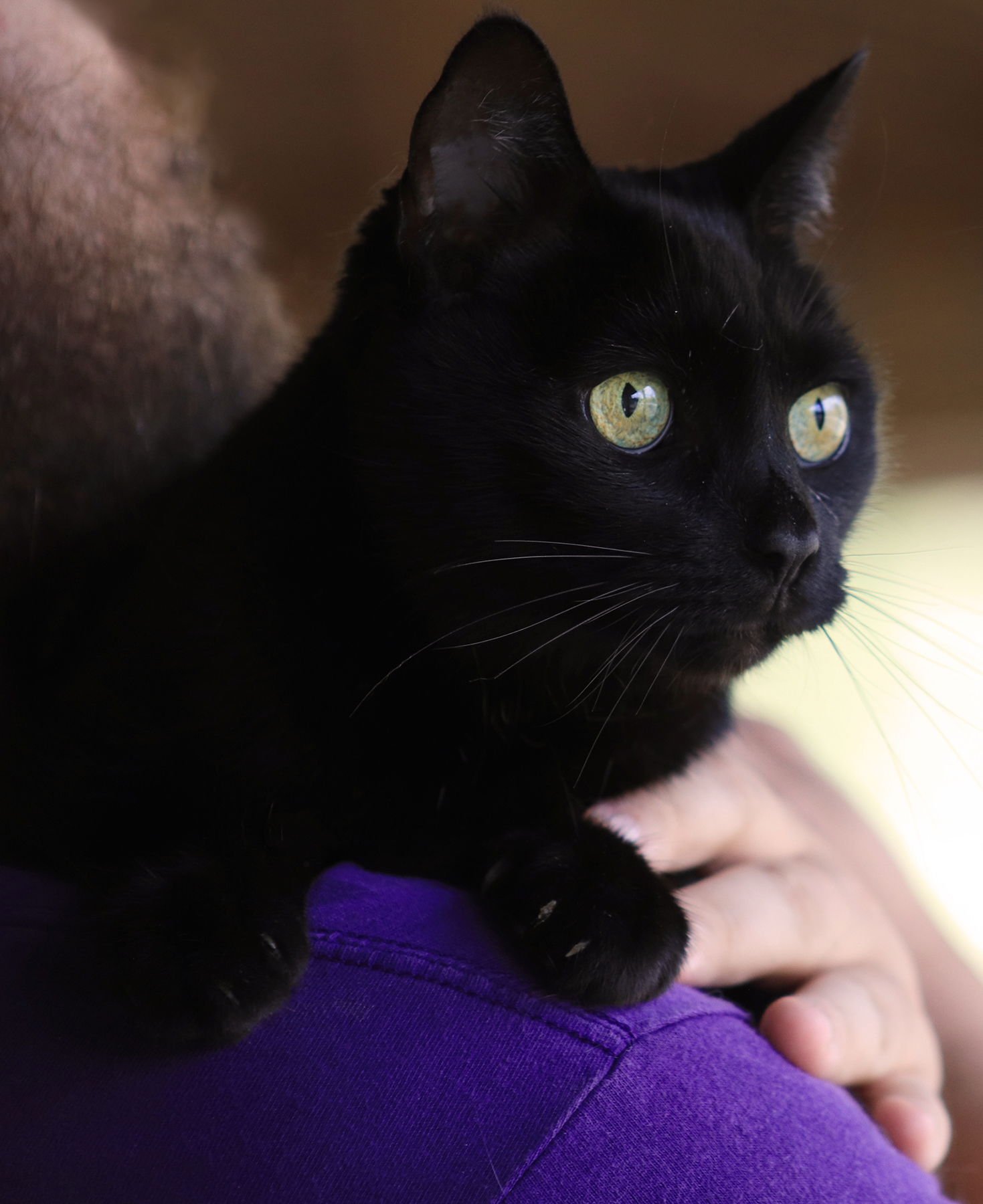 AMARA - Domestic Short Hair available for adoption