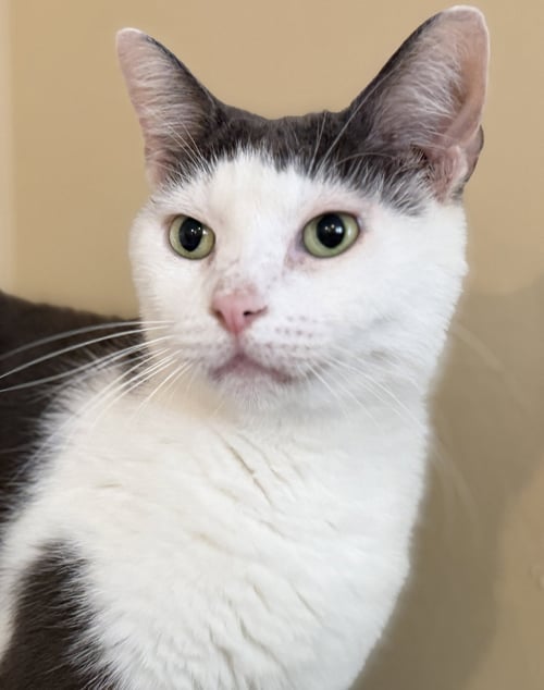 MONICA - Domestic Short Hair available for adoption