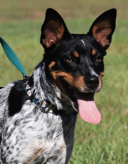 CHLOE - Terrier available for adoption