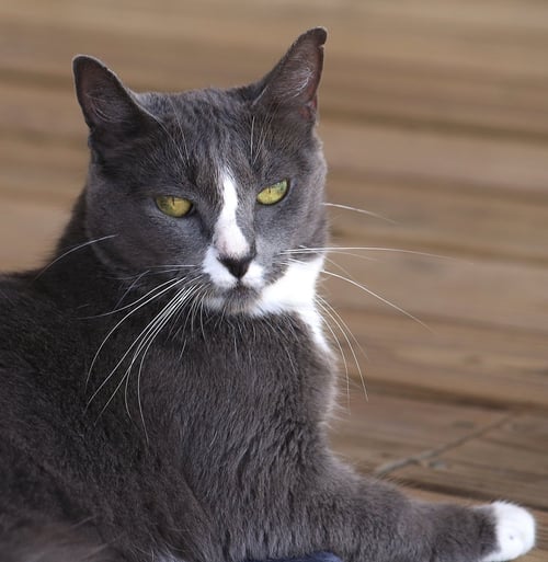 DANCER - Domestic Short Hair available for adoption