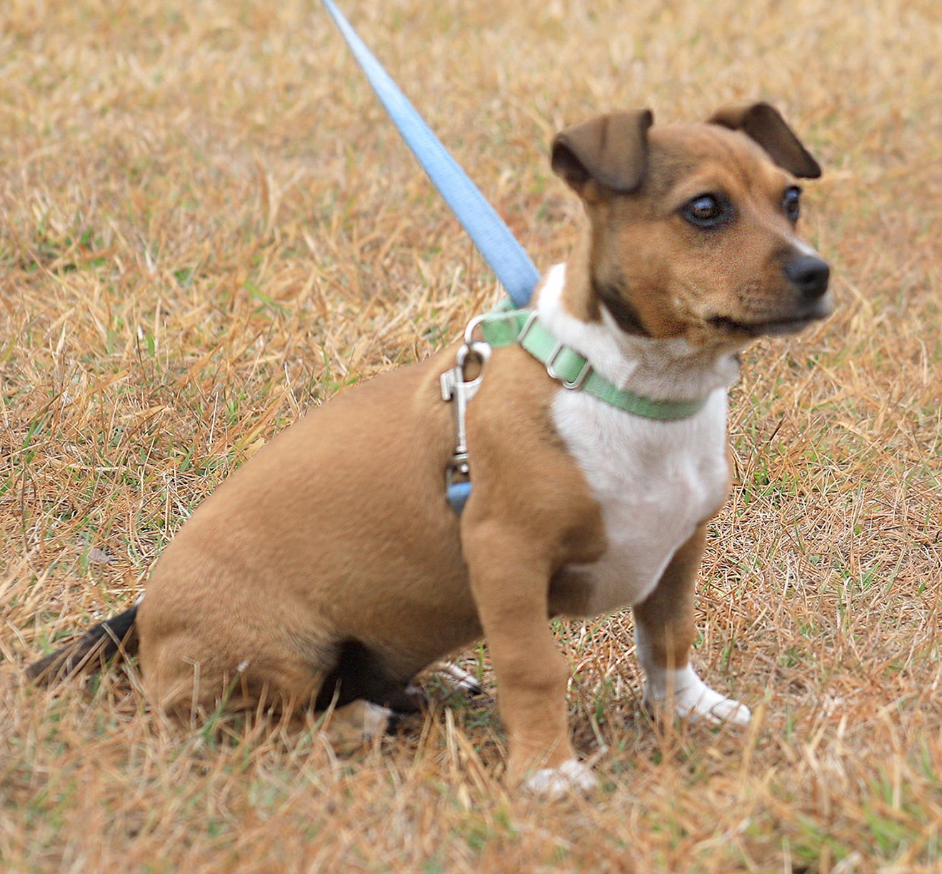 BAZOOKA - Hound available for adoption