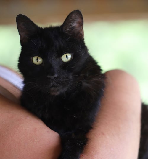 CHARLOTTE - Domestic Medium Hair available for adoption
