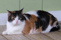 Bella - Fostered - Photo 2