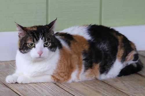 BELLA - FOSTERED - Domestic Short Hair available for adoption