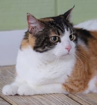 Bella - Fostered - Photo 1