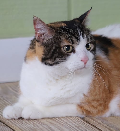 BELLA - FOSTERED - Domestic Short Hair available for adoption