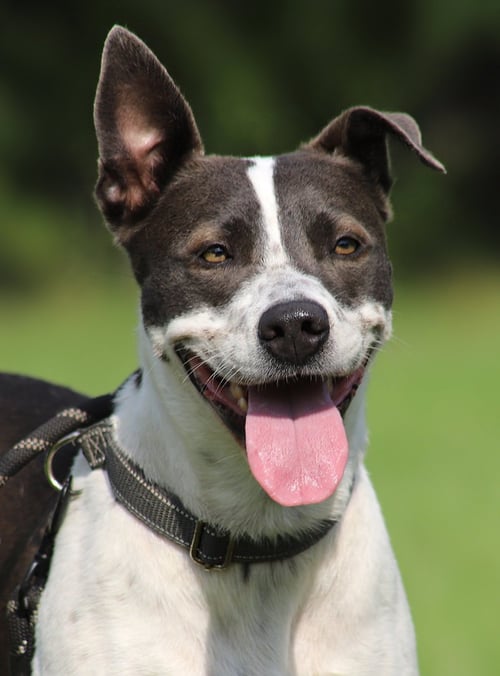 CAPRI - American Staffordshire Terrier available for adoption
