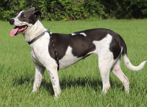 CAPRI - American Staffordshire Terrier available for adoption