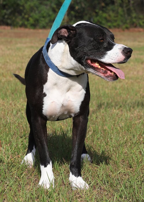 TARZAN - American Staffordshire Terrier available for adoption
