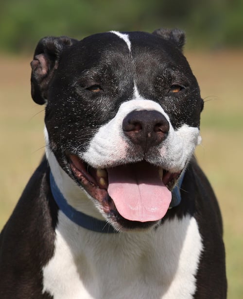 TARZAN - American Staffordshire Terrier available for adoption