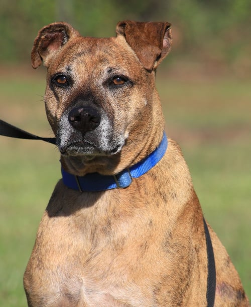 JACK (HW TREATMENT) - Plott Hound available for adoption