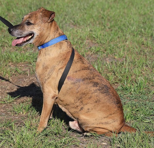 JACK (HW TREATMENT) - Plott Hound available for adoption