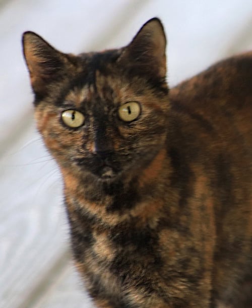 MARSHA - Domestic Short Hair available for adoption
