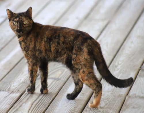 MARSHA - Domestic Short Hair available for adoption