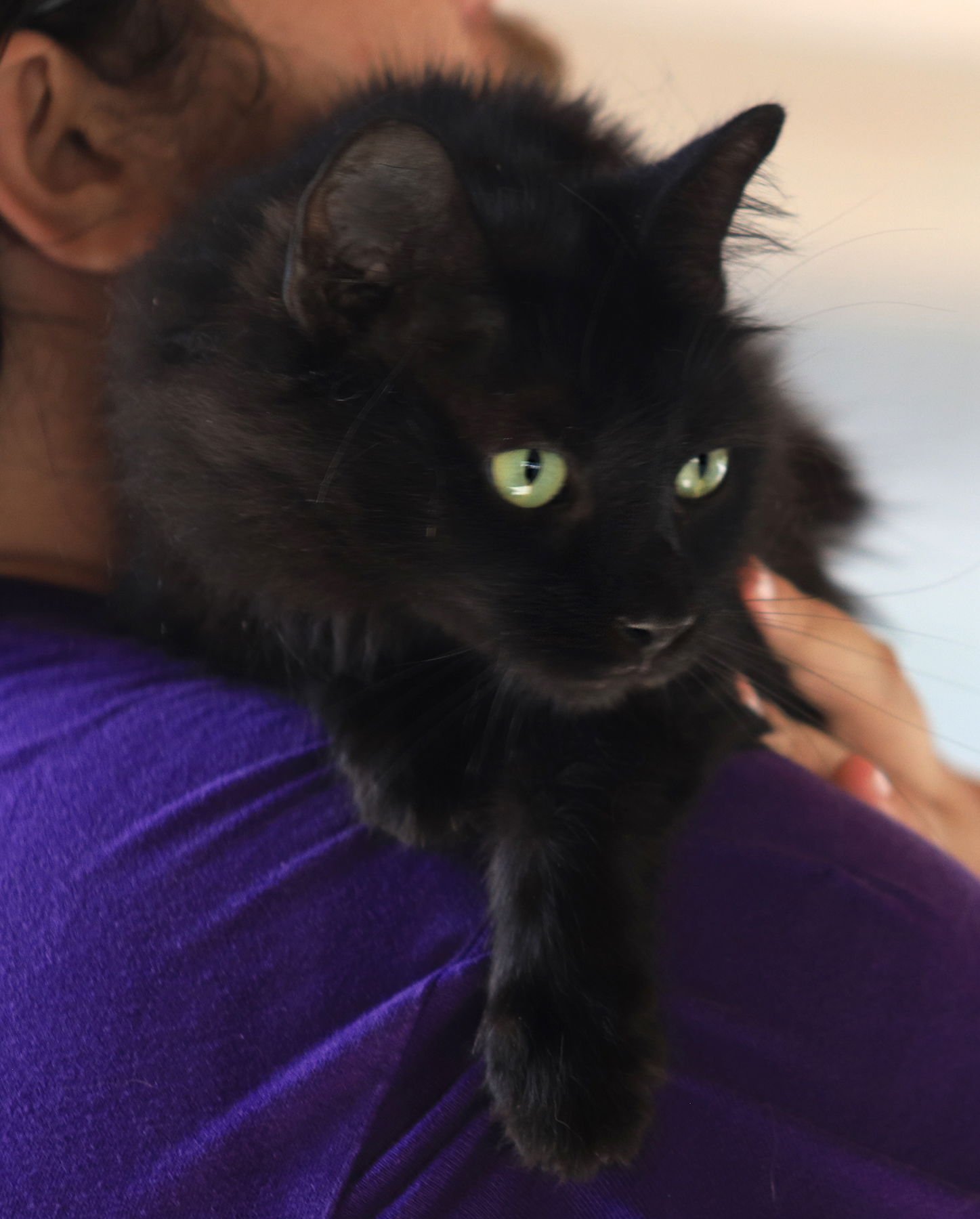 SMOKEY - Domestic Long Hair available for adoption