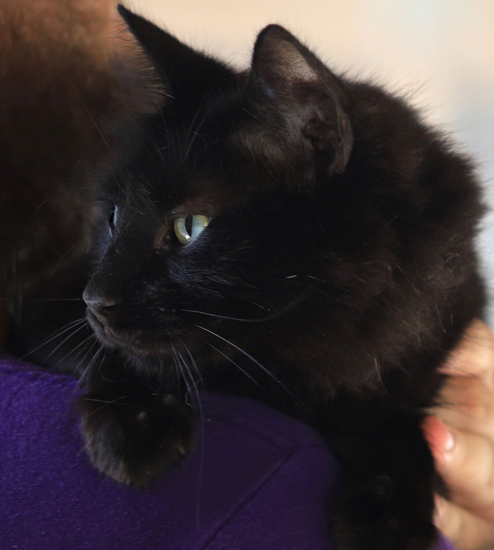 SMOKEY - Domestic Long Hair available for adoption