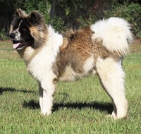 Remington - Photo 2