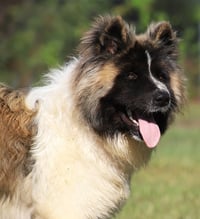 Remington - Photo 1