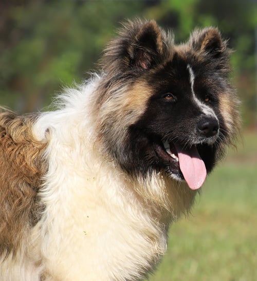 REMINGTON - Akita / Akita available for adoption