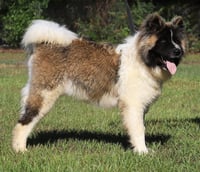 Remington - Photo 3