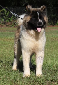 Remington - Photo 4