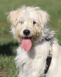 Willow - Photo 1