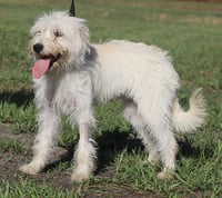 Willow - Photo 4