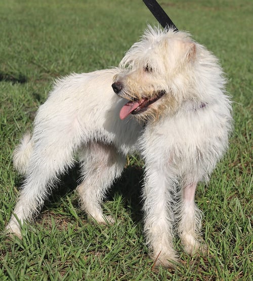 WILLOW - Terrier available for adoption