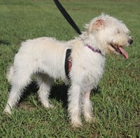 Willow - Photo 3