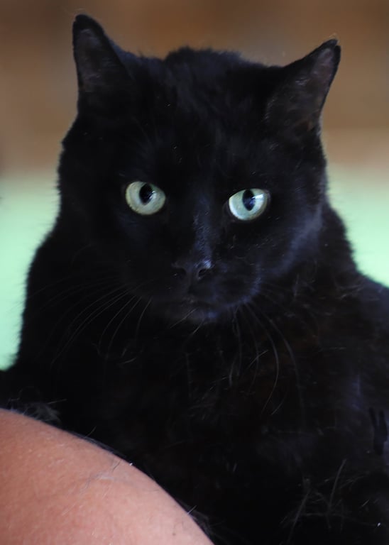 George Image