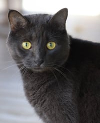 Archie - Photo 1