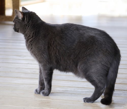 ARCHIE - Domestic Short Hair available for adoption