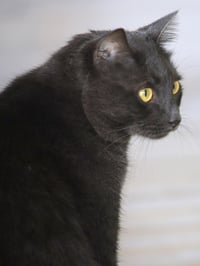 Archie - Photo 3
