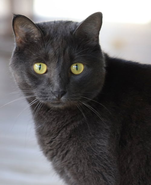 ARCHIE - Domestic Short Hair available for adoption