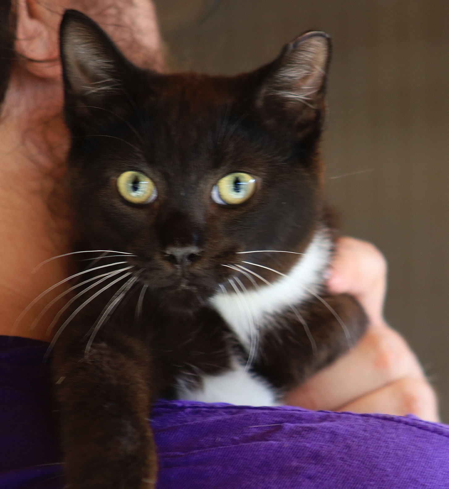 KYOTO - Domestic Short Hair available for adoption