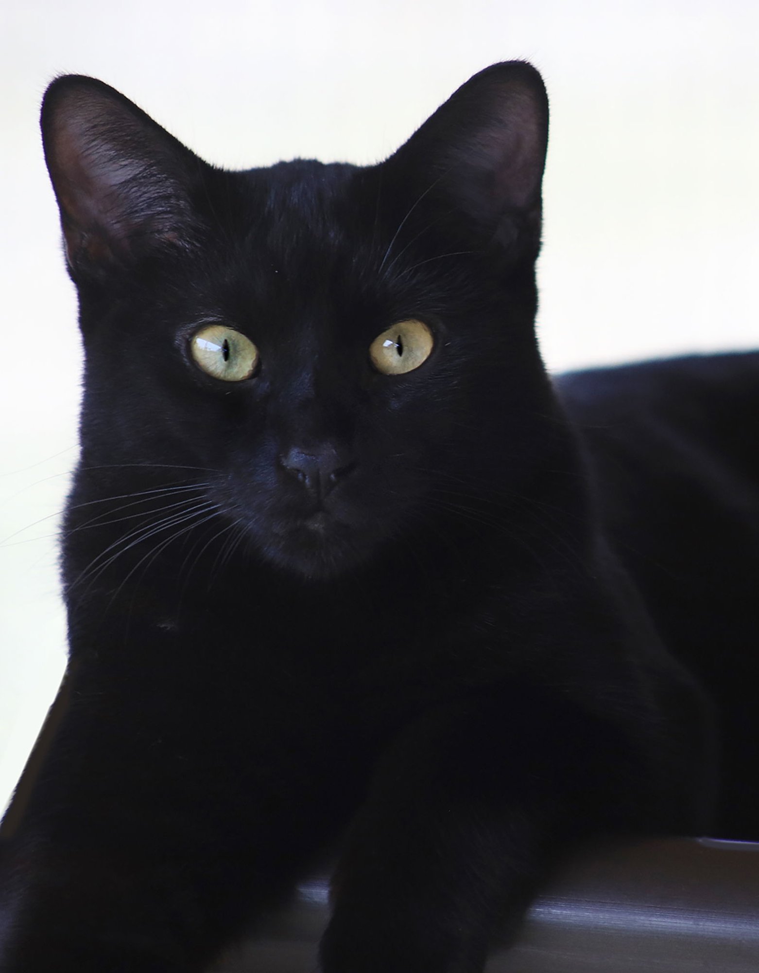 JERSEY - Domestic Short Hair available for adoption