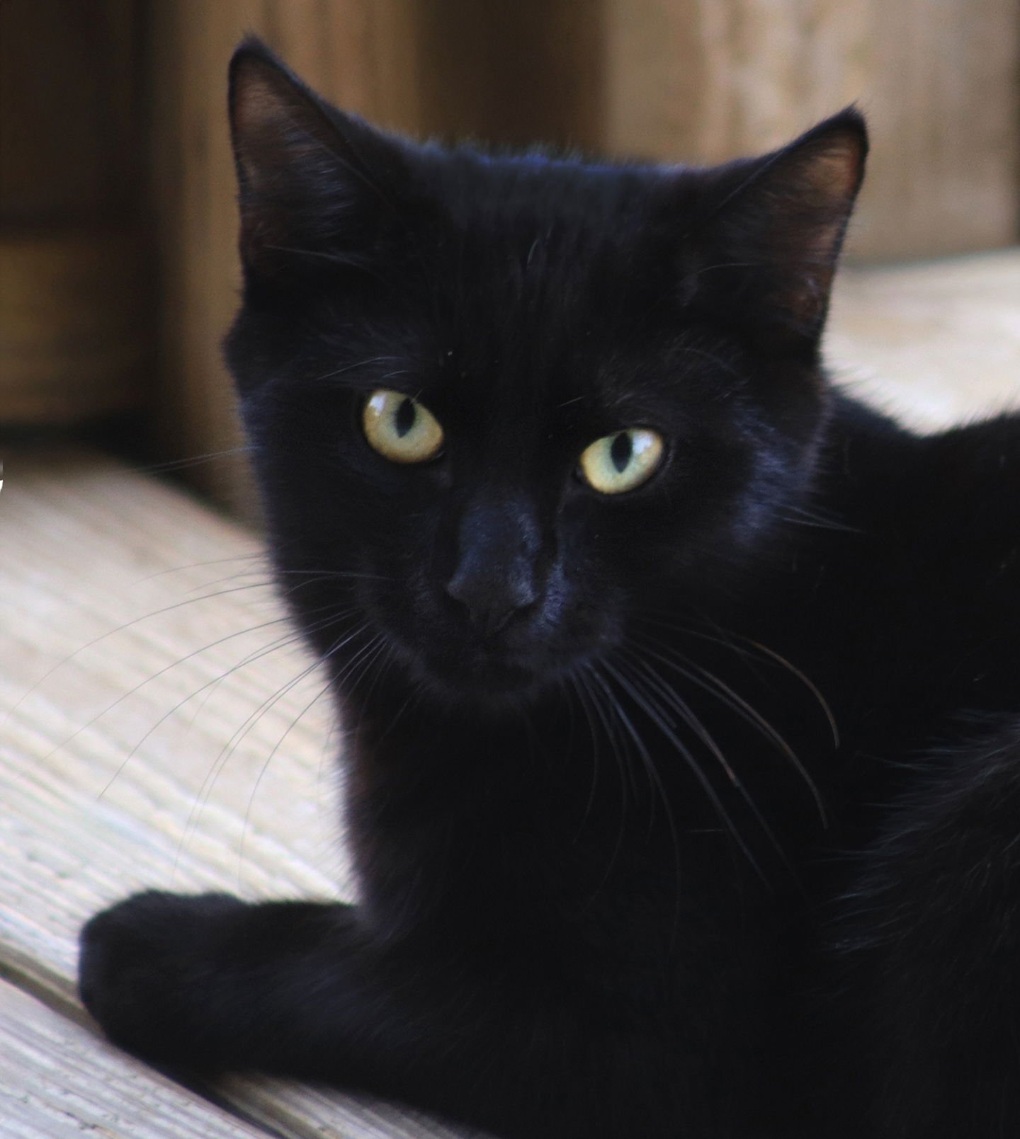 SANTA - Domestic Short Hair available for adoption