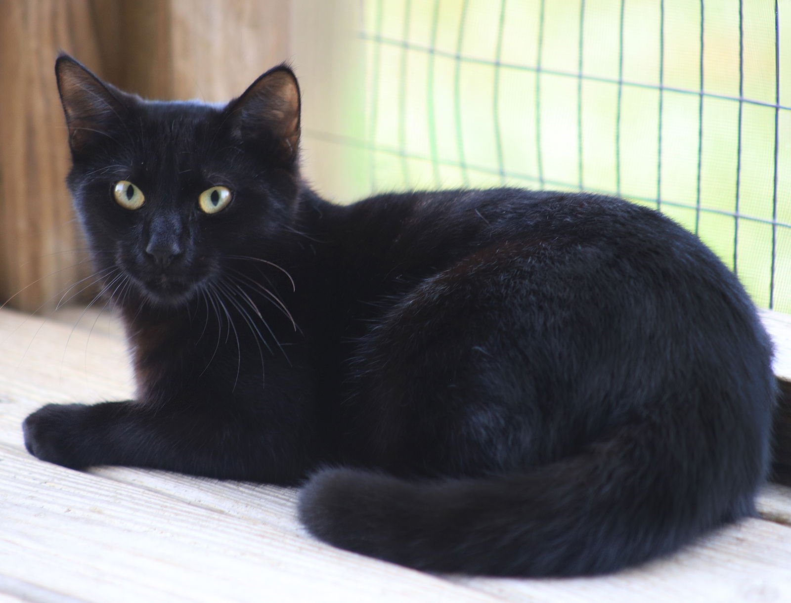 SANTA - Domestic Short Hair available for adoption