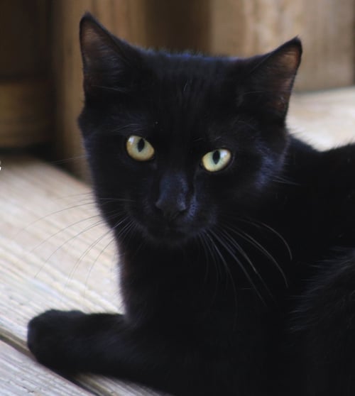 SANTA - Domestic Short Hair available for adoption