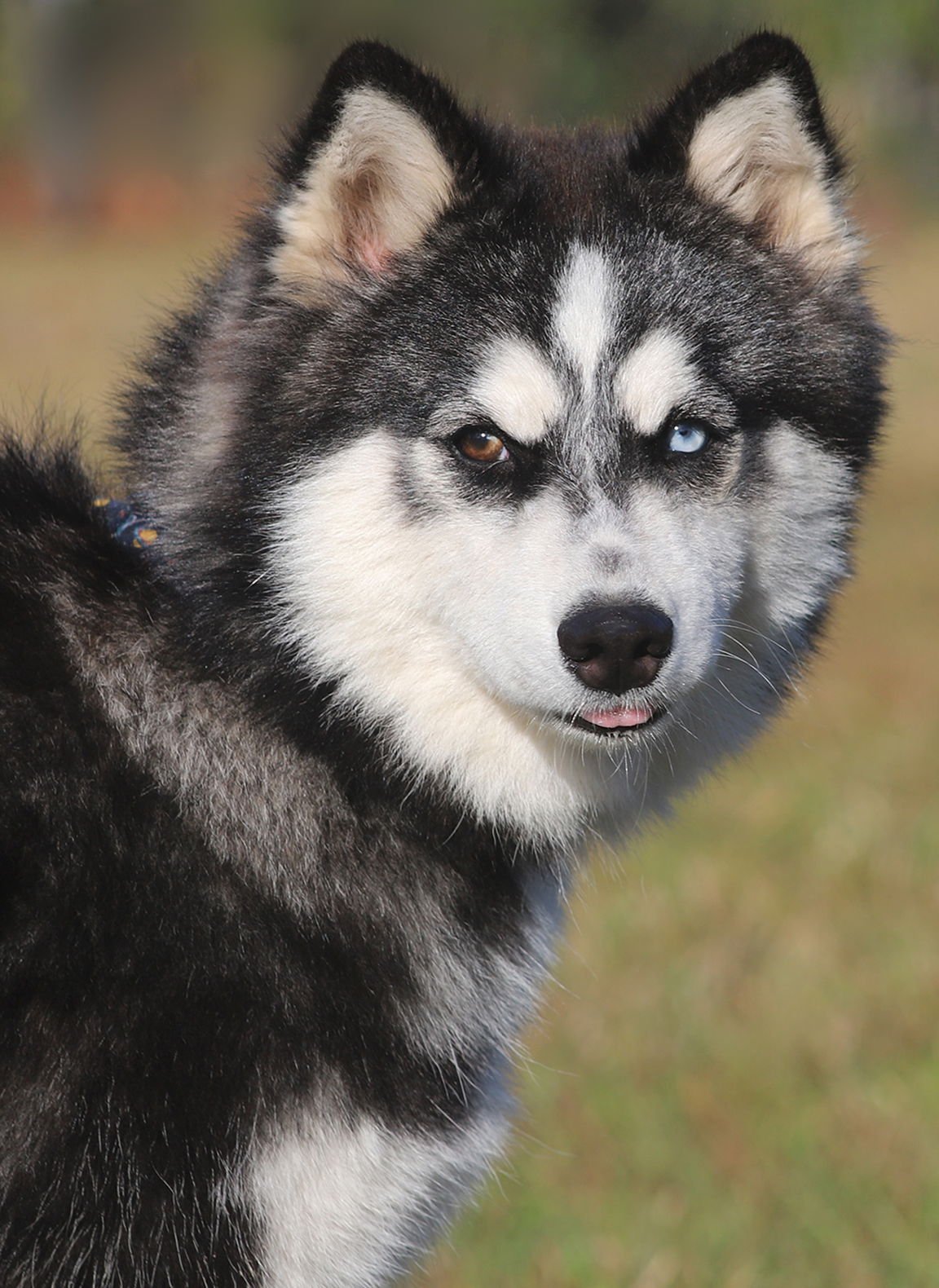 POLO - Siberian Husky available for adoption