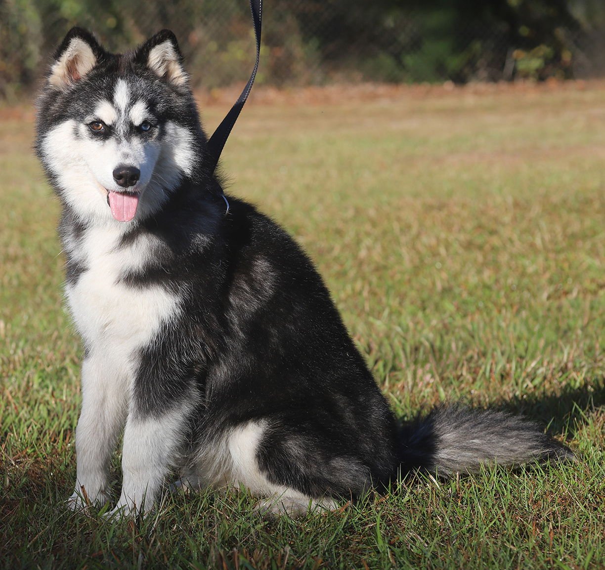 POLO - Siberian Husky available for adoption