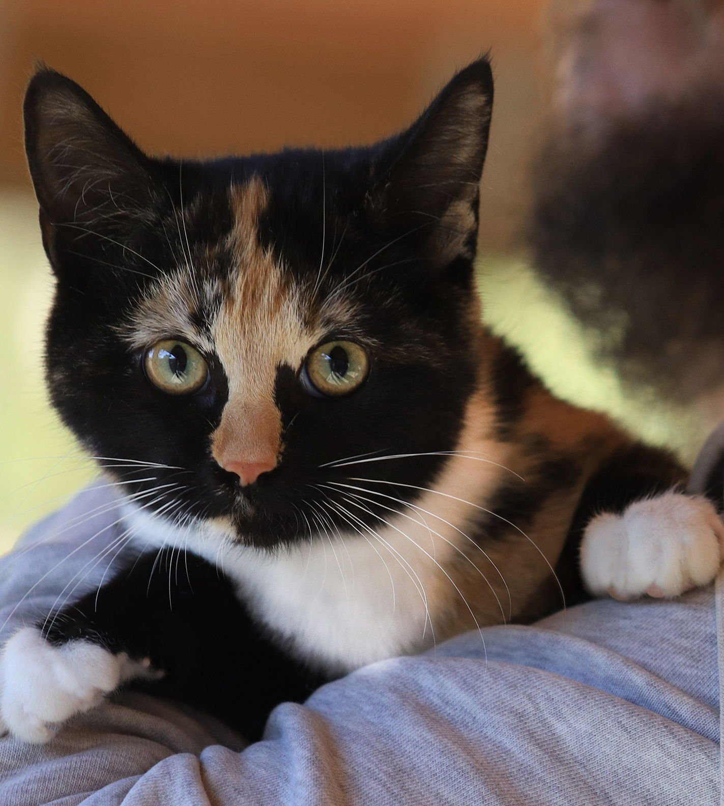 TAYLOR - Domestic Short Hair available for adoption