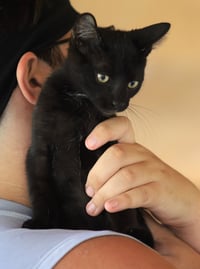 Socrates - Photo 1